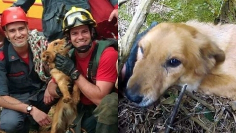 A dog rescued from a cliff after days shows appreciation to rescuers