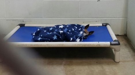 The dog cried himself to sleep every night after being taken to the shelter when his owner passed away