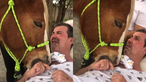 Gentle horse comforts man, bringing him to tears during memorable visit