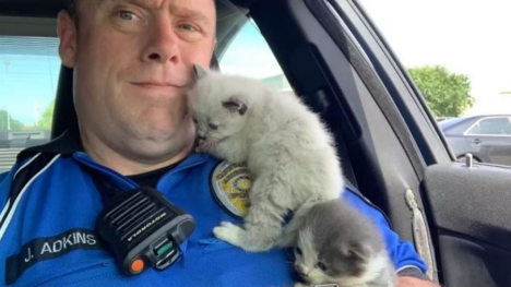 Two kitten siblings rescued by police officer form unbreakable bond and cuddle nonstop