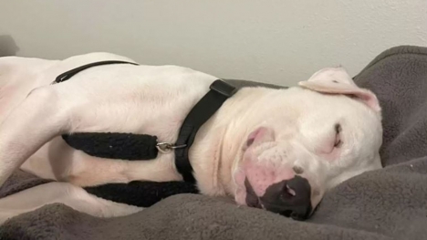 Shelter's longest resident finds family and falls asleep with a smile