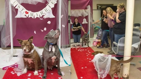 A shelter hosts heartwarming wedding for senior rescue dogs to boost adoption prospects