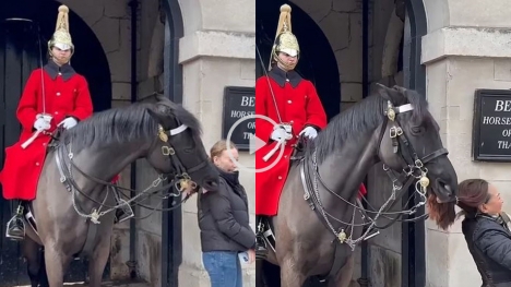 The king's bodyguard horse bit a woman's ponytail for getting too close (despite the signboard).