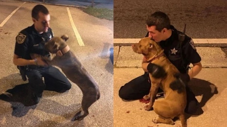 Two pit bulls rescued by compassionate police officers who stay by their side until help arrives