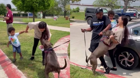 Dog reunites with Florida family after spending 301 days in texas animal shelter