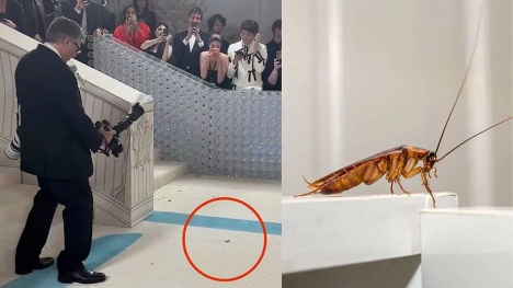 The prestigious Met Gala 2023 red carpet is in chaos due to a cockroach