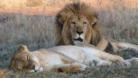 Devoted male lion stayed with his ailing mate until her last moments