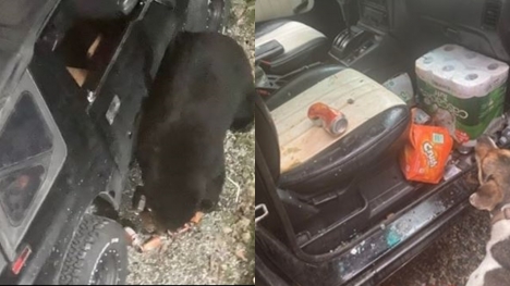 Black bears break car windows jubilantly because of their passion for soft drinks
