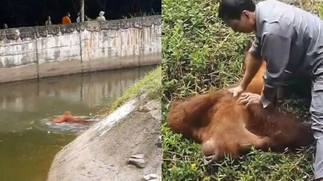 Brave zoo staff rescue drowning orangutan and perform CPR to revive it