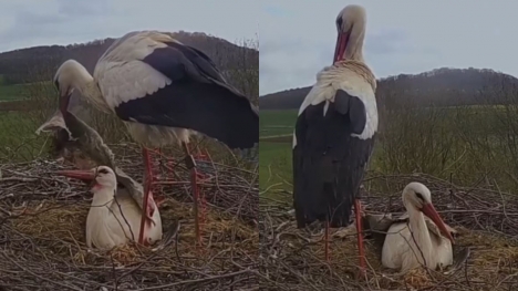 Husband Stork returns home with a considerate present for his wife