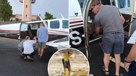 Venomous cobra spotted during flight and handled with care by pilot