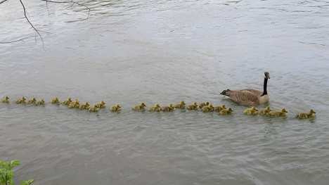 Mother goose takes care of 47 goslings, ensuring their safety