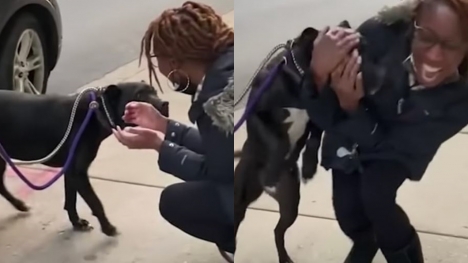 Family dog reunites with beloved owner after one year of being on the streets
