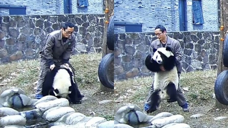 Panda breeder saves choking panda with Heimlich maneuver