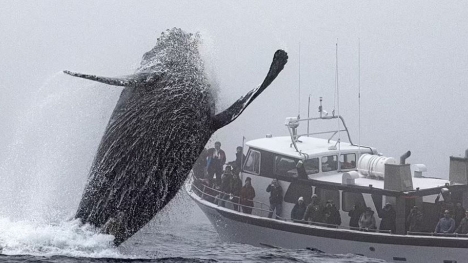 A Humpback whale in California appears to make waves and gesture to passing tourists