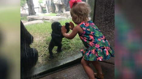 Adorable baby gorilla plays pattycake with little girl, wins hearts of millions at the zoo