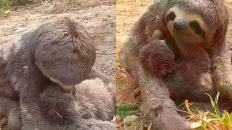 Excited mama sloth reunites with her baby