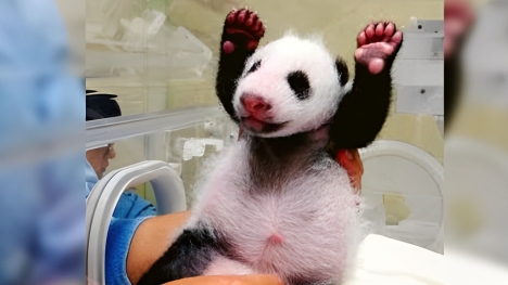 Baby panda melts his mom’s heart with their first meet-and-greet