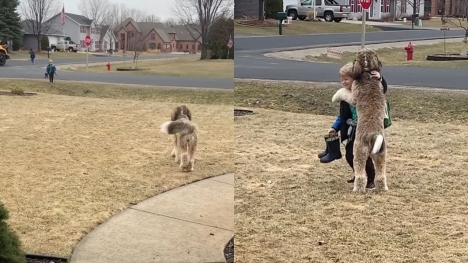 Bernedoodle's heartwarming after-school hug with little brother goes viral