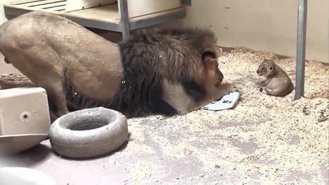 Dad lion meets his baby cub for the first time in heartwarming video