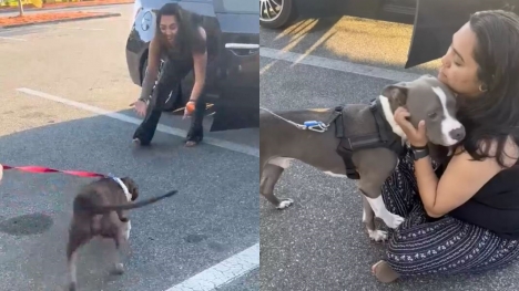 Dog reunites with owner after 2-year disappearance, jumps into her arms