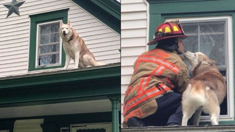 Dog shares sweet kiss with firefighter who rescued him from rooftop