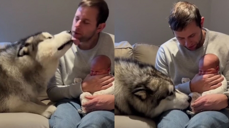Giant husky's heartwarming first encounter with newborn baby