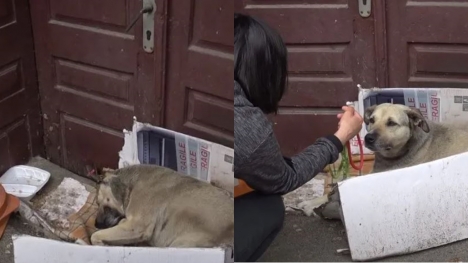 Heartbreaking, the dog spent his whole life wandering and then a caring tourist found him a new home