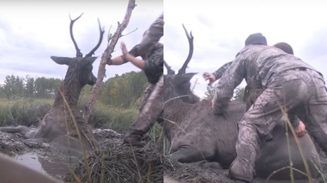 Hunters drop their weapons and come to help a bull elk in need