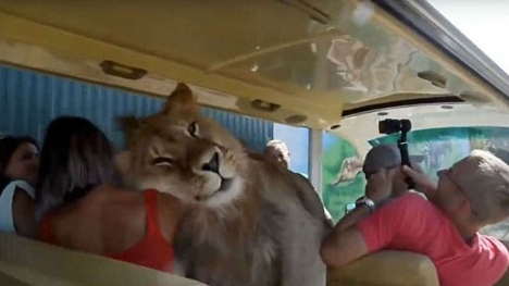 Lion shows affection by climbing on tourist bus full of people