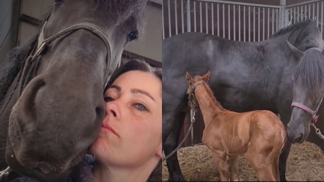 Mama horse 'adopting' an orphaned foal after losing her own baby goes melts 26 million hearts
