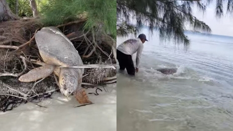 Man saves 'dead' sea turtle stranded on land and brings her back to life