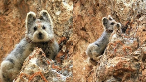 Super cute rare animal known as 'magic rabbit' was discovered for the first time in 20 years