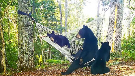 Woman hangs hammock to entertain playful mama bear and her three cubs