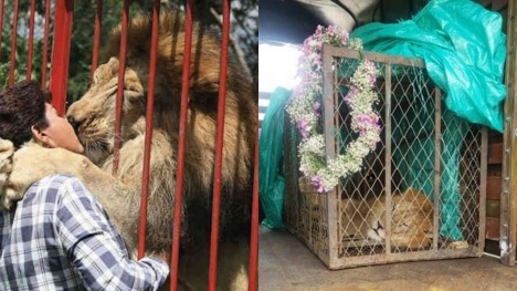 After two decades, lion shares emotional goodbye with his rescuer