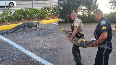 Alligator visits Florida Publix, Officers joke he's there to 'pick up a pub sub' sandwich