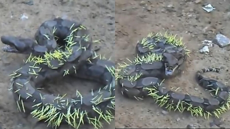 Snake regrets attacking porcupine and suffers piercing consequences