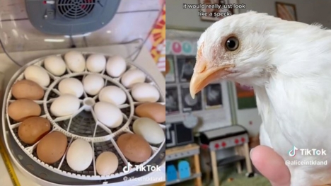 Teacher successfully hatches chicks from eggs purchased at Trader Joe's