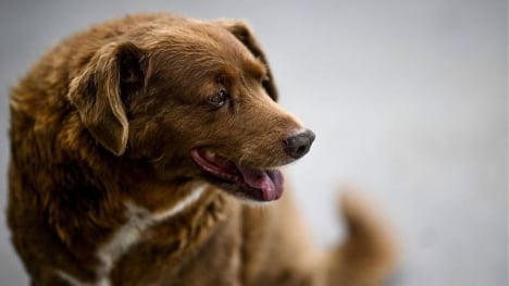 World's oldest dog celebrates 31st birthday