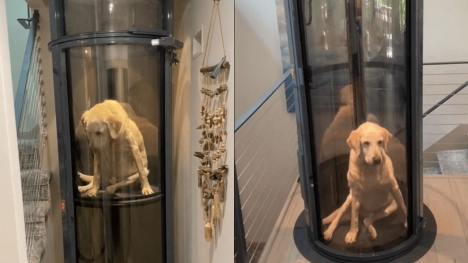 Family constructs elevator for elderly dog unable to use stairs