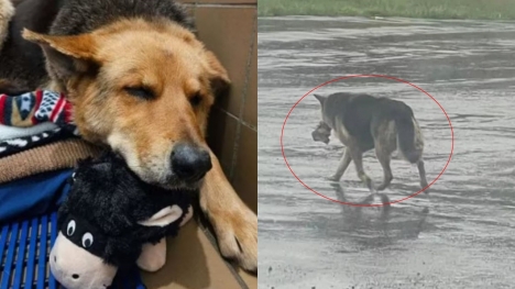 Heartwarming rescue: German shepherd found alone in the rain embracing stuffed animal reunited with beloved toy