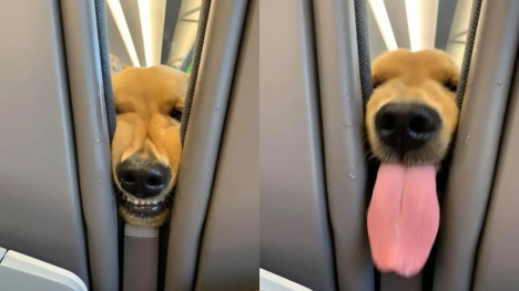  Puppy's playful antics delight passengers in the rear