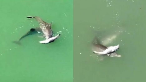 Mother dolphin's grief-stricken dance over her d.ead baby