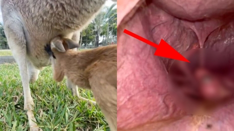Startling discovery uncovers the startling secrets within a kangaroo's pouch