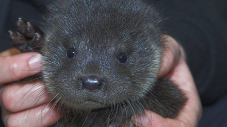 Baby otter in tears on doorstep after losing mother