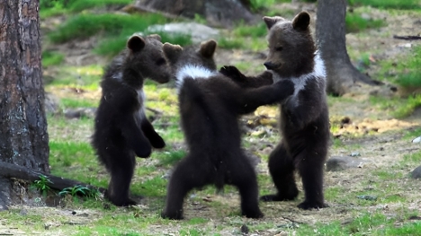 Teacher's astounding photos capture playful baby bears 'dancing' in the enchanting forests of Finland