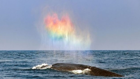 Blue Whale's enchanting breath forms a rainbow heart
