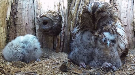 Owl mom whose eggs didn’t hatch finds overwhelming joy with babies in her nest