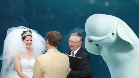 The unforgettable wedding guest: Beluga whale's presence sparks side-splitting photoshop battle