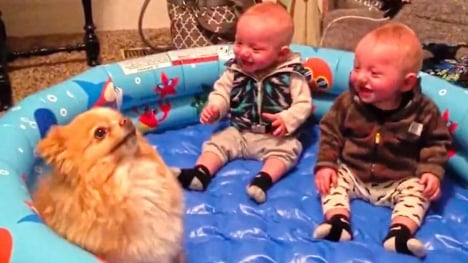  Twin babies in fits of laughter over adorable pomeranian pup